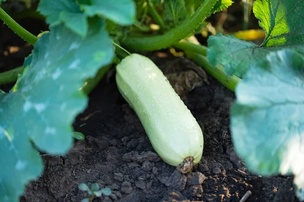 Zucchini Growing Field Summer — Stock fotografie