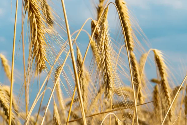 Wheat Field Sunny Day — Stock Photo, Image