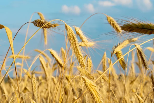 Wheat Field Sunny Day — Stock Photo, Image