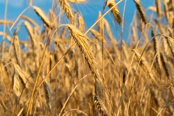 Tarweveld Een Zonnige Dag — Stockfoto