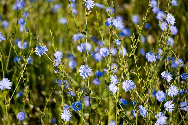 Blooming Meadow Summer Sunny Morning — Photo