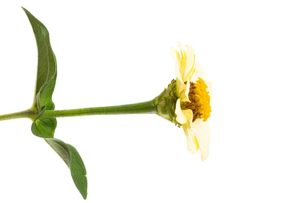 Zinnia Flower Isolated White Background — Stock Photo, Image