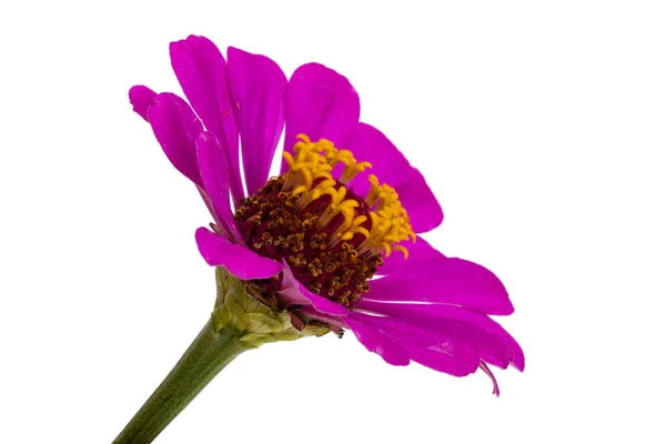 Zinnia Fiore Isolato Sfondo Bianco — Foto Stock