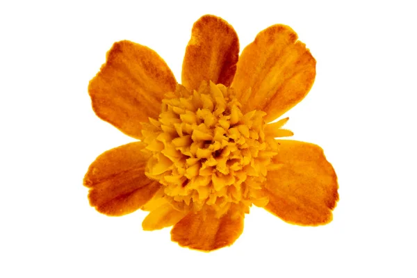 Marigold Beyaz Arkaplanda Izole Edildi — Stok fotoğraf