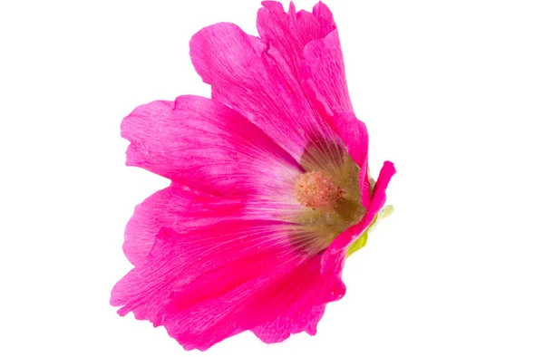 Flor Malva Aislada Sobre Fondo Blanco — Foto de Stock