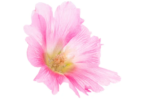 Malva Kukka Eristetty Valkoisella Pohjalla — kuvapankkivalokuva