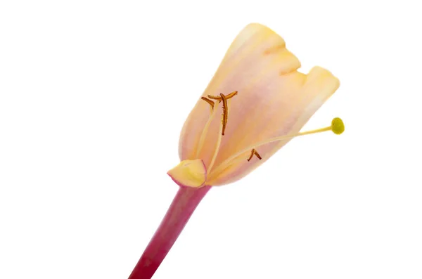 Chèvrefeuille Fleur Isolée Sur Fond Blanc — Photo