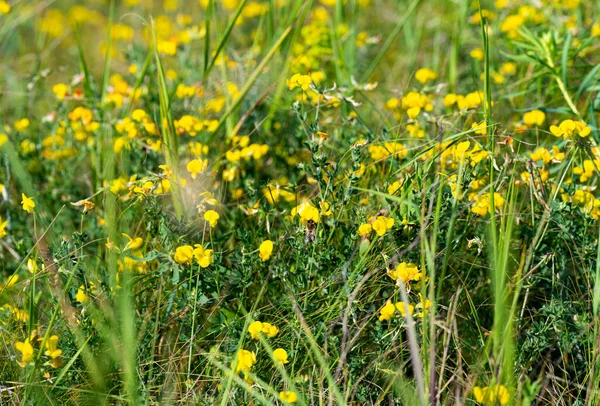 Fleurs Prairie Fleurissant Dans Prairie Été — Photo