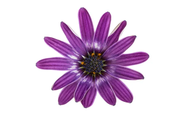 Osteosperumum Blomma Daisy Isolerad Vit Bakgrund — Stockfoto