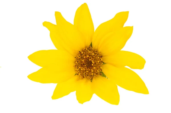 Mały Kwiat Słonecznika Białym Tle — Zdjęcie stockowe