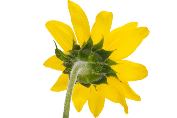 Malá Slunečnicová Květina Izolovaná Bílém Pozadí — Stock fotografie