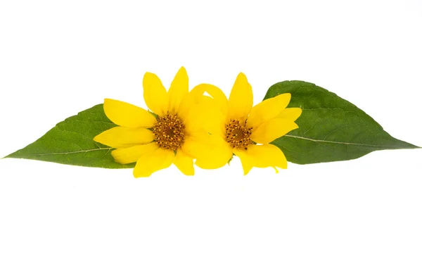 Маленька Квітка Соняшнику Ізольована Білому Тлі — стокове фото