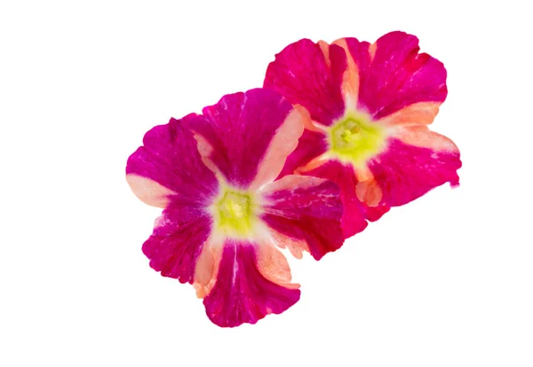 Verbena Blommor Isolerad Vit Bakgrund — Stockfoto