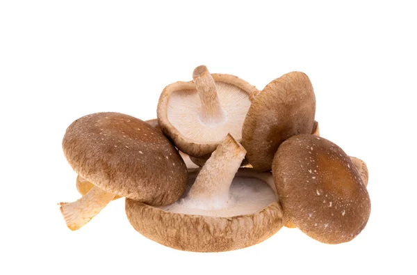 Shiitake Mushrooms Isolated White Background Stock Photo
