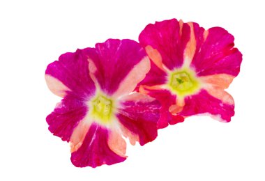 Beyaz arka plan üzerinde izole verbena çiçekler