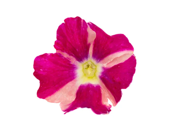 白い背景で隔離のバーベナ花 — ストック写真