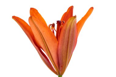 Beyaz arkaplanda izole edilmiş zambak çiçeği