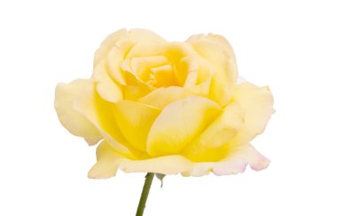 Sarı gül beyaz arkaplanda izole