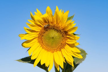 Ayçiçeği, güneşli bir günde yakın plan.