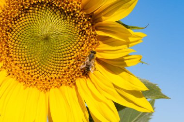 Ayçiçeği, güneşli bir günde yakın plan.