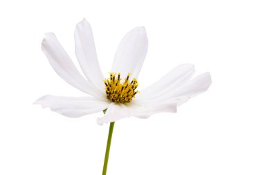 Beyaz arkaplanda izole edilmiş kozmea çiçeği