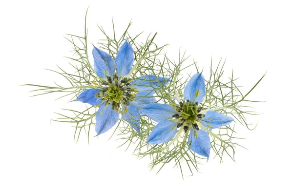 Sininen Nigella Eristetty Valkoisella Taustalla — kuvapankkivalokuva