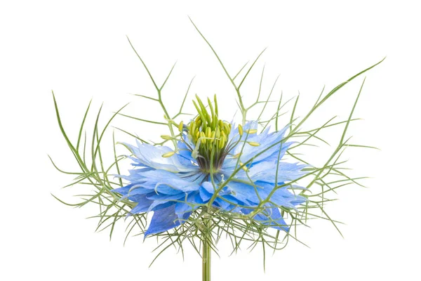 Nigella Blu Isolato Sfondo Bianco — Foto Stock