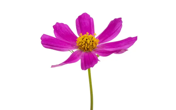 Cosmea Bloem Geïsoleerd Witte Achtergrond — Stockfoto