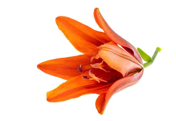 Lilja Blomma Isolerad Vit Bakgrund — Stockfoto