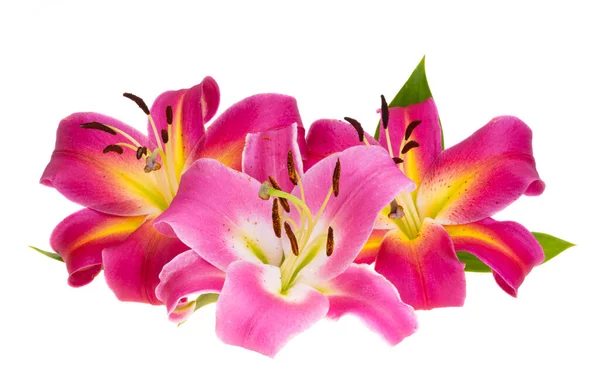 Lilie Blume Isoliert Auf Weißem Hintergrund — Stockfoto