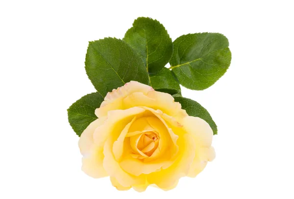 Rosa Gialla Isolata Sfondo Bianco — Foto Stock