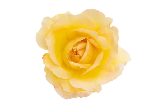 Yellow Rose Isolated White Background — Stock Photo, Image