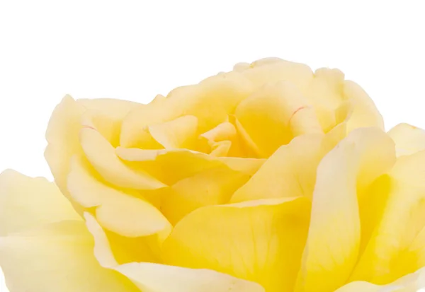 Yellow Rose Isolated White Background — Stock Photo, Image