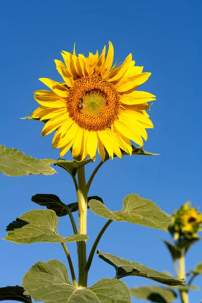 Sunflower Flower Close Sunny Day — Stock Photo, Image