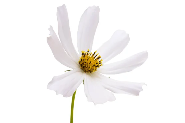 Cosmea Flower Isolated White Background — Stock Photo, Image