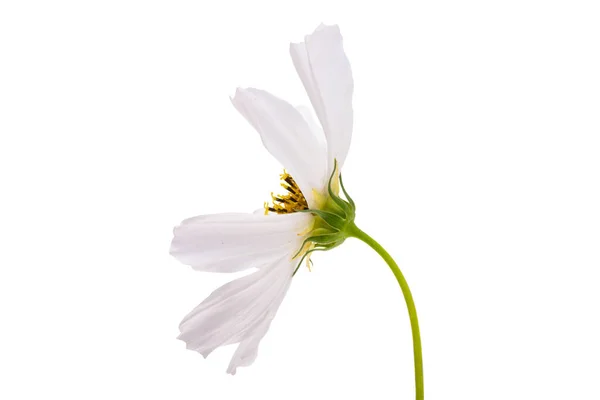 Cosmea Flower Isolated White Background — Stock Photo, Image
