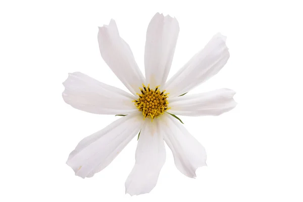 Cosmea Flower Isolated White Background — Stock Photo, Image