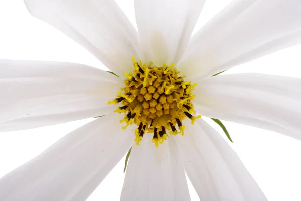 Kakao Květ Izolované Bílém Pozadí — Stock fotografie