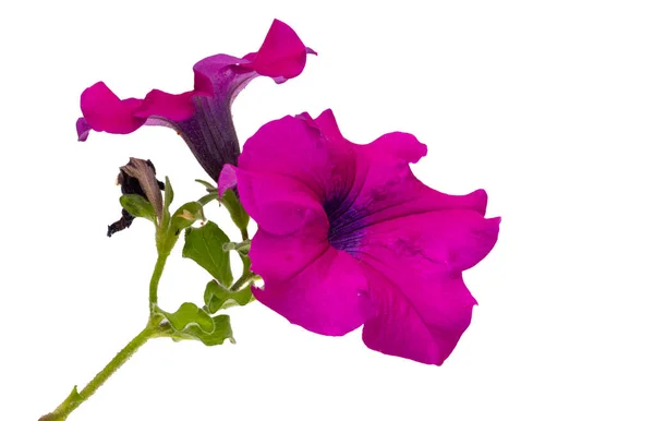 Pétunia Fleur Isolée Sur Fond Blanc — Photo