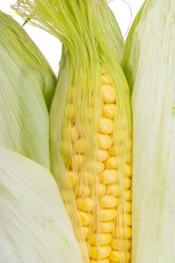 Beyaz arka plan üzerinde izole genç Mısır