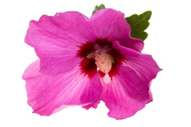 Beyaz arkaplanda izole edilmiş Hibiscus çiçeği