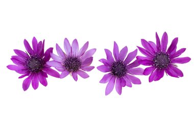 Beyaz arkaplanda koyu pembe izole.