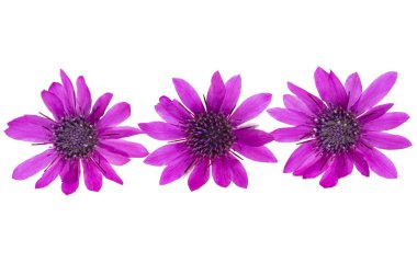 Beyaz arkaplanda koyu pembe izole.