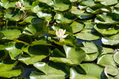 Gölde yetişen güzel nilüferler