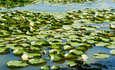 Gölde yetişen güzel nilüferler
