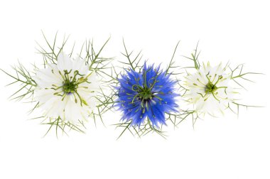Nigella çiçeği beyaz arkaplanda izole edilmiş