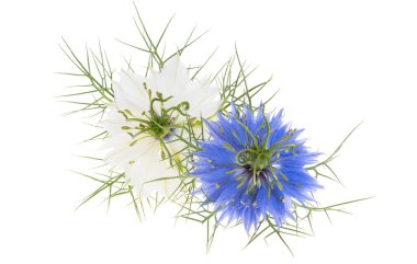 Nigella çiçeği beyaz arkaplanda izole edilmiş