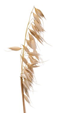 Beyaz arka plan üzerinde izole yulaf kulak