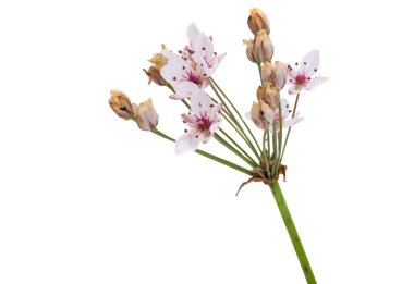 Susak çiçeği beyaz arkaplanda izole edildi