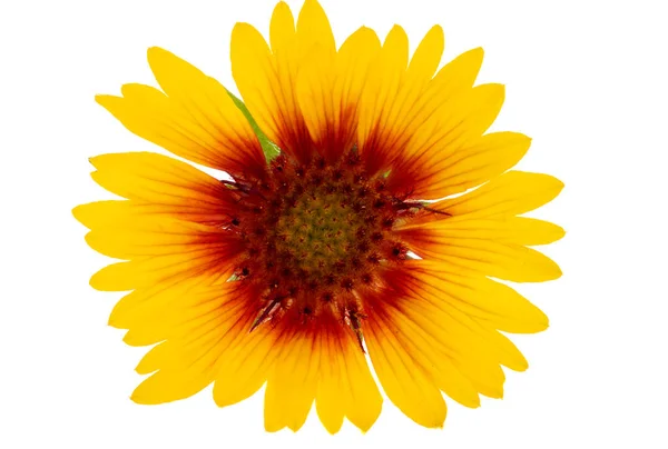 Gaillardia Isolated White Background — Stockfoto